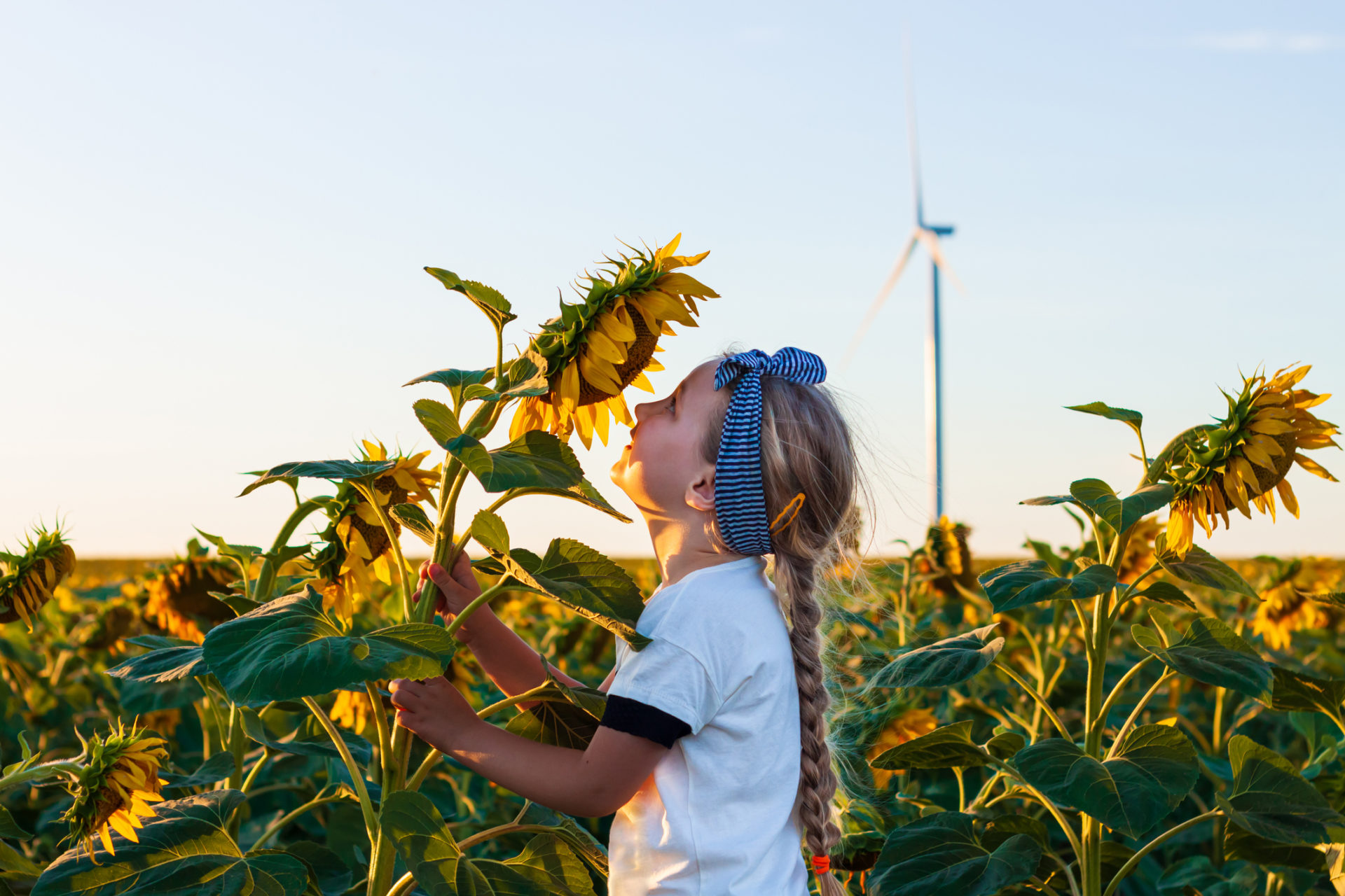Mädchen in weißem T-Shirt riecht Sonnenblumen auf dem Feld bei Sonnenuntergang.