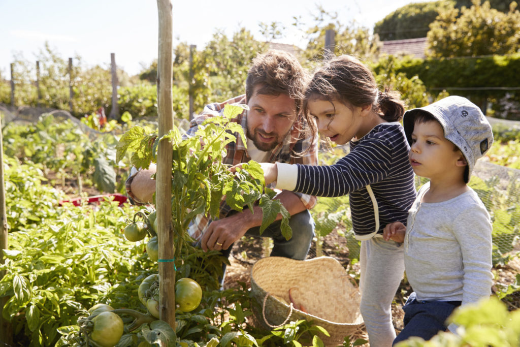 Vater und Kinder betrachten die im Kleingarten wachsenden Tomaten