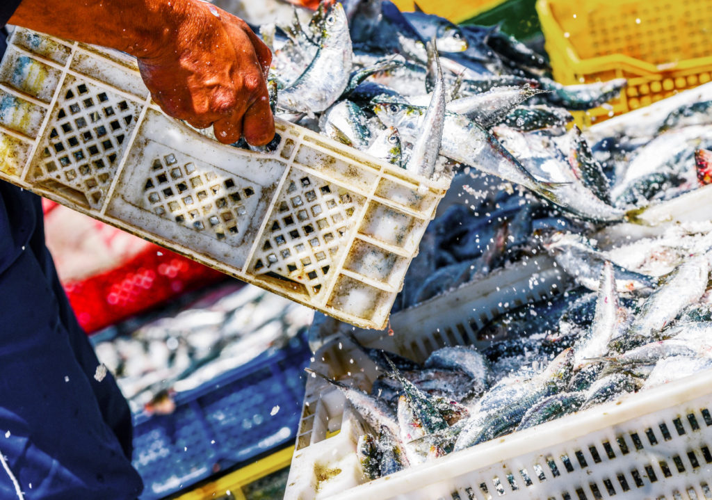 Fischer arrangieren Behälter mit Fisch