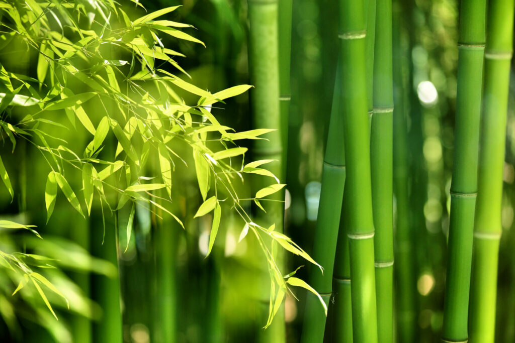 Bambus ein wertvoller Rohstoff