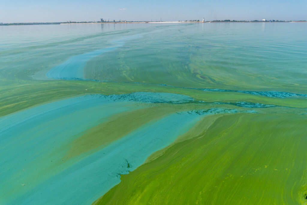 Cyanobakterien, Blaualgen belasten bei Überpopulation die Umwelt