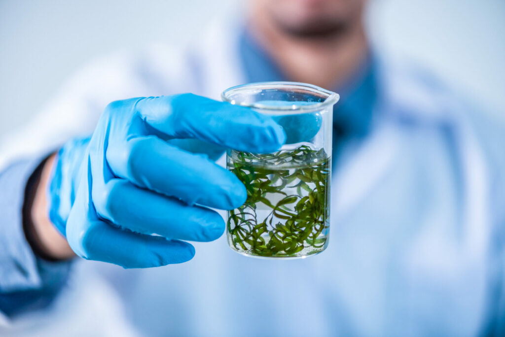 Makroalgen für Bioplastik, Bio-Kunststoff aus Algen und Seetang, Plastikalternativen
