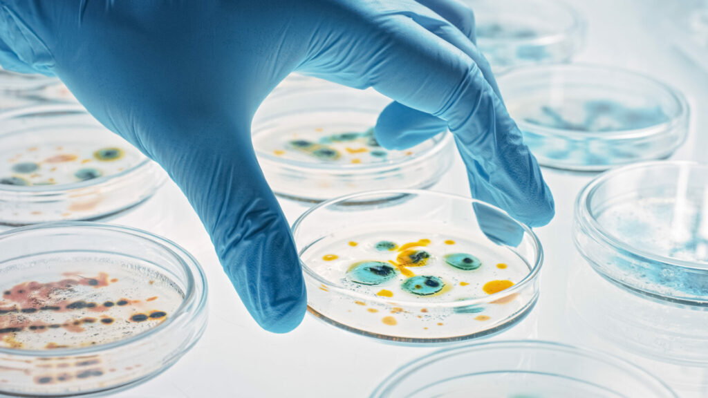 Wissenschaftler arbeitet mit Petrischalen mit verschiedenen Bakterien und Pilzen, plastikfressende Pilze experimente
