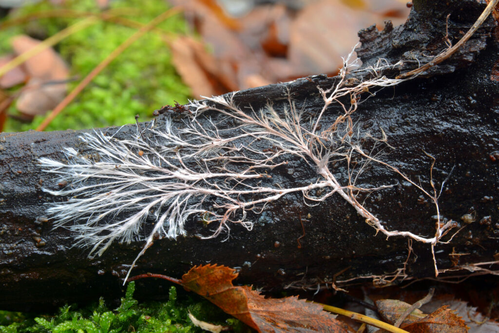 Pilze im Wald Myzelien kommunizieren und wachsen, Fähigkeiten der Pilze