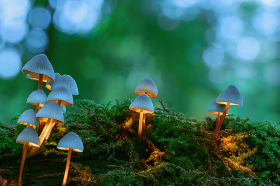 wunderwelt der Pilze, plastikfressende Pilze mysteriöse lebewesen