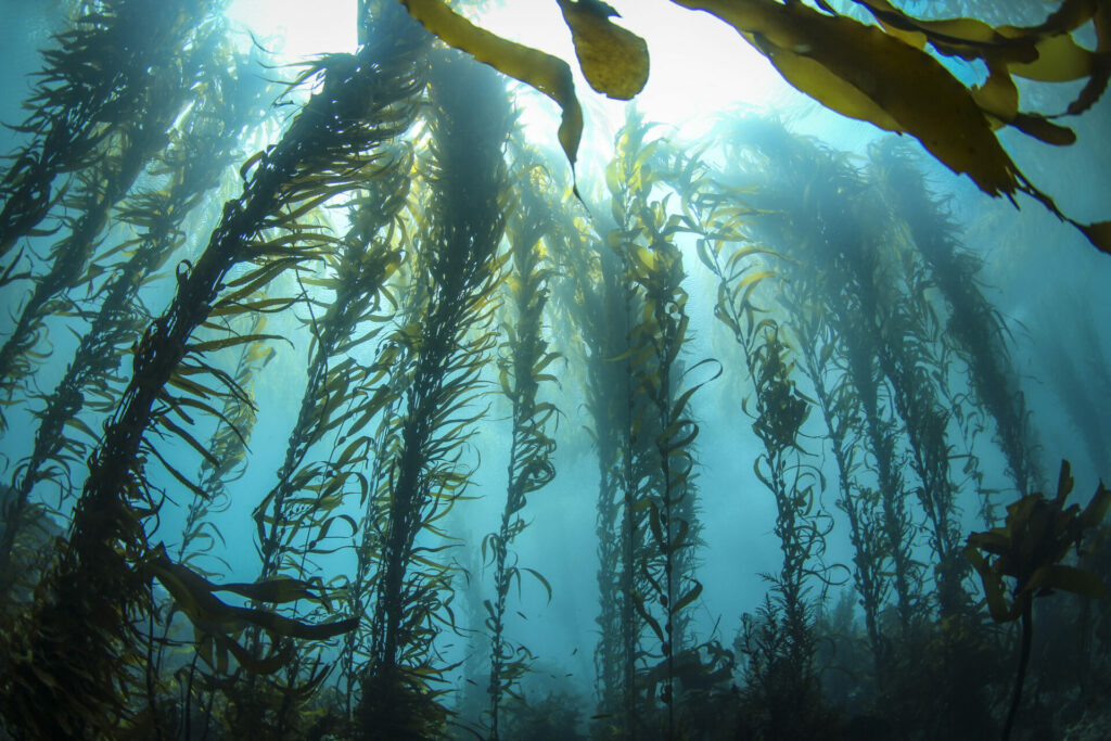 Bio-Kunststoffe aus Kelp, Braunalgen als Plastikalternative