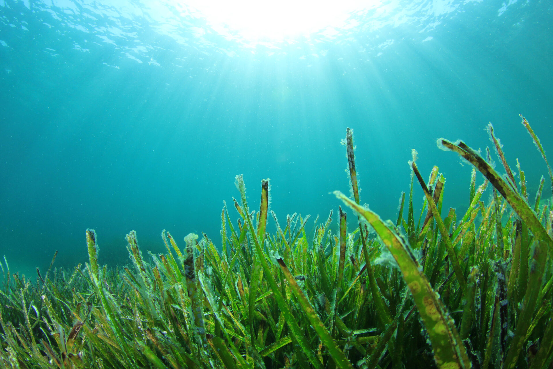 Plastik aus Algen, Plastik aus Seetang, Bio-Kunststoffe aus dem Meer
