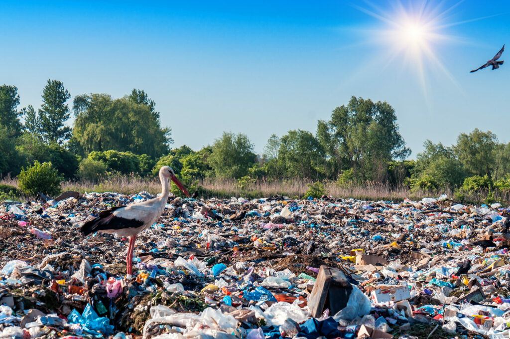 Wenn Abfall in die Natur gelangt gefährtet das nicht nur die dort lebenden Tiere., Plastikmüll in der Natur, Plastik in der Umwelt