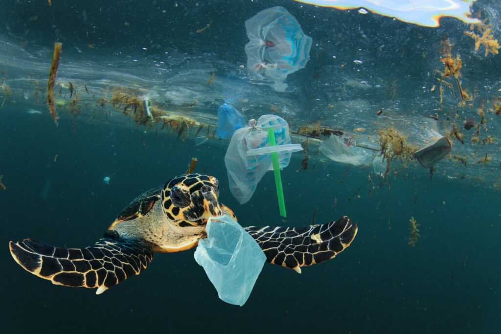 Müll aus dem Massentourismus bedroht die Meerestiere